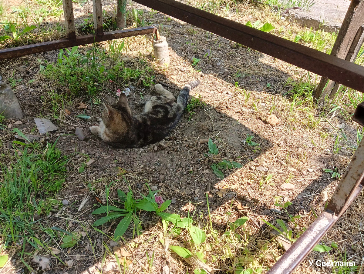 Василь, которому никуда не надо.