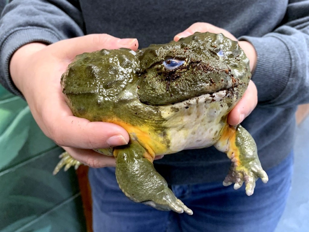 Готовы познакомиться с настоящим гигантом из мира амфибий? 🐸 Эта лягушка способна удивить даже бывалых террариумистов! Узнайте все о содержании этого монстра!