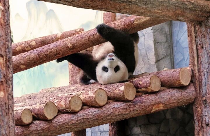 Фото взято из открытых источников