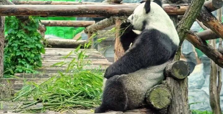 Фото взято из открытых источников 