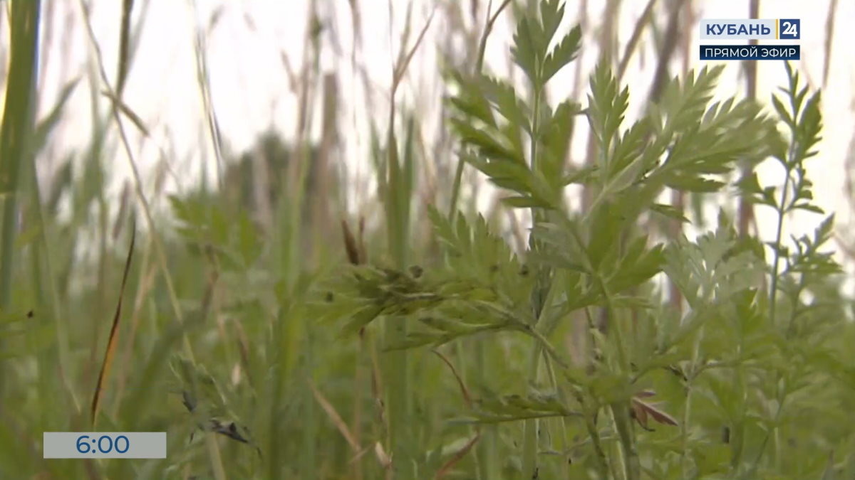    Видео канала «Кубань 24»