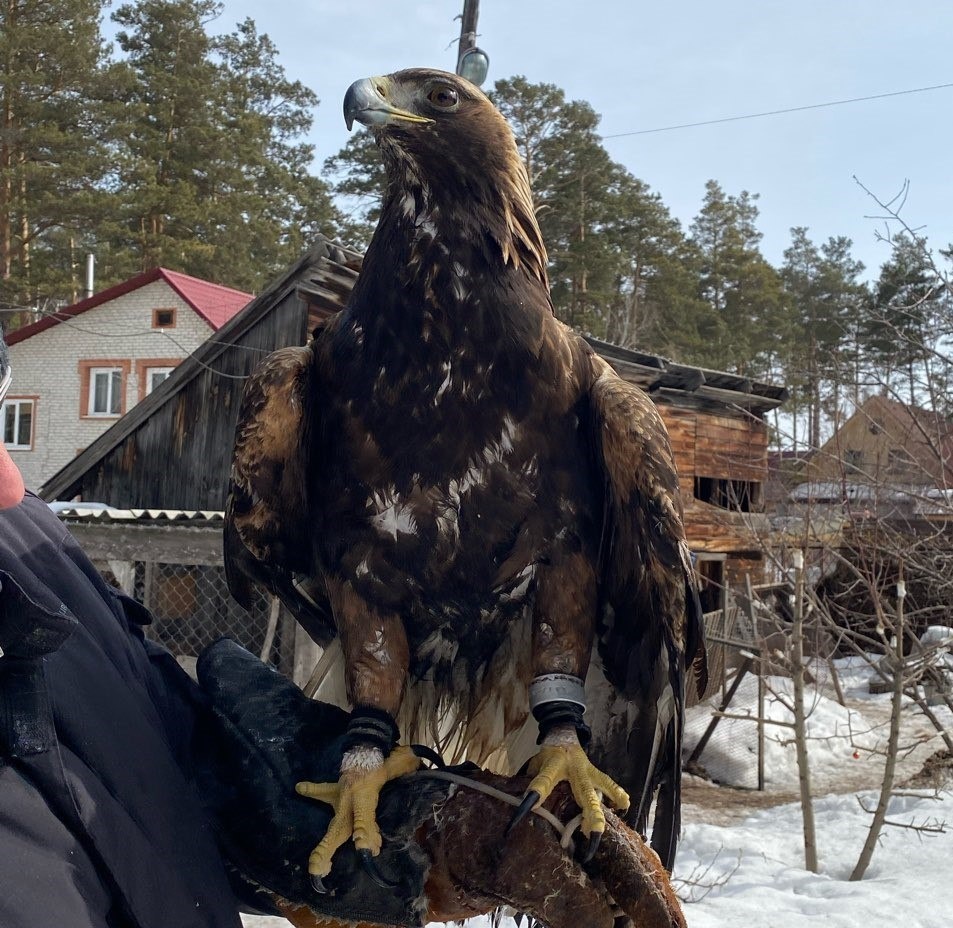 Мечта о собственном орле будоражит воображение? 🦅 Но так ли это реально и безопасно?