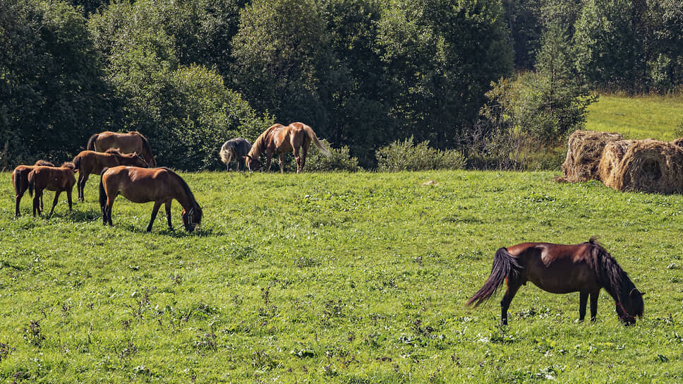 Фото: Константин Кокошкин / Коммерсантъ