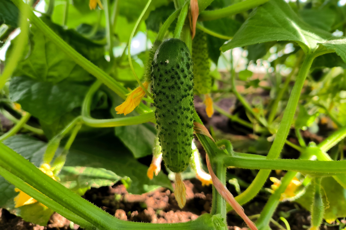 фото: Maksim Konstantinov/Global Look Press