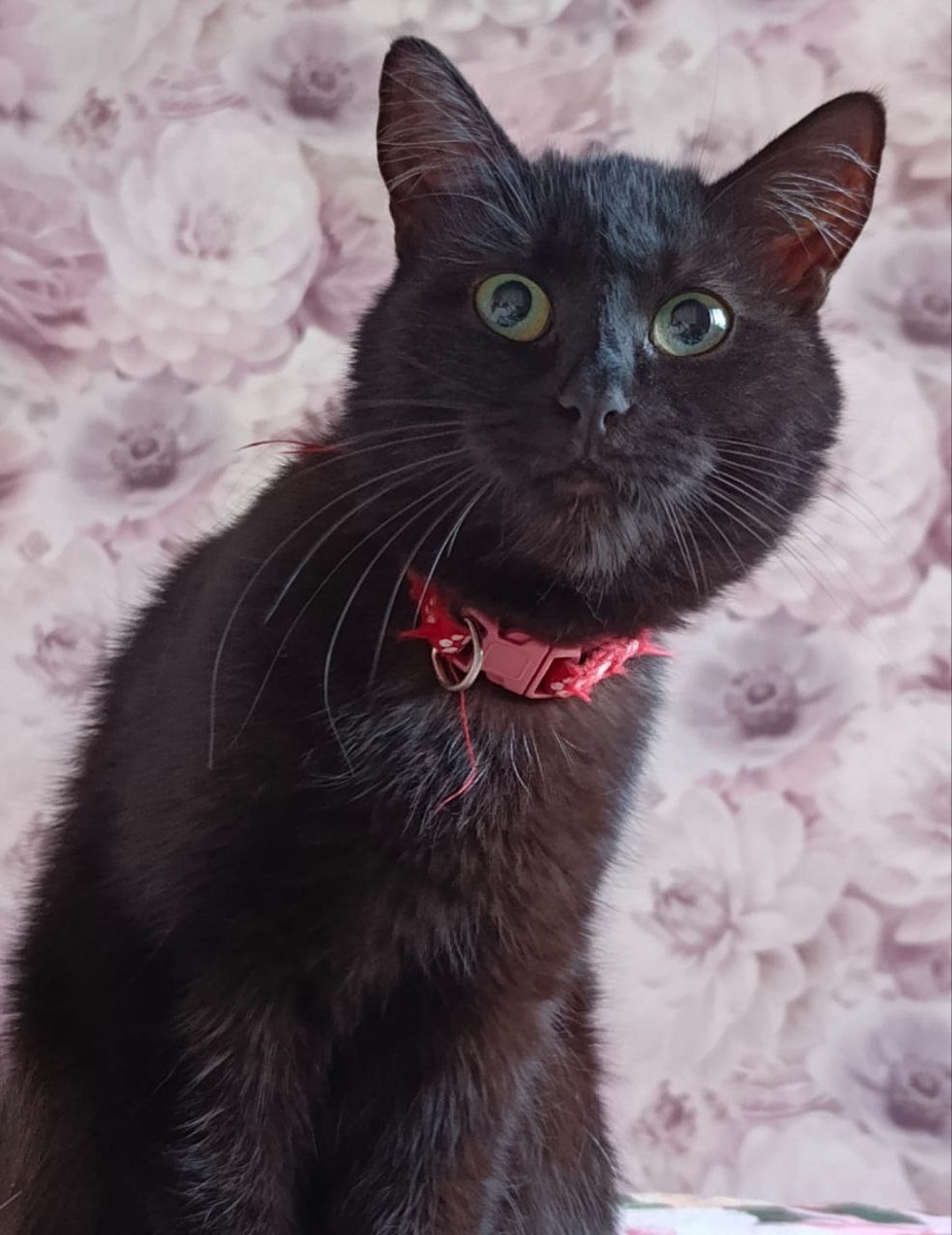 Степина сестра Багира. Когда мамка наругала😪