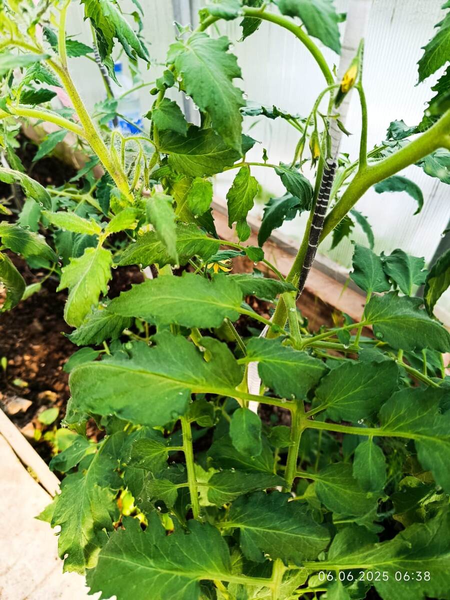 Моё фото. Время — 6:38 утра. Я ранняя пташка))