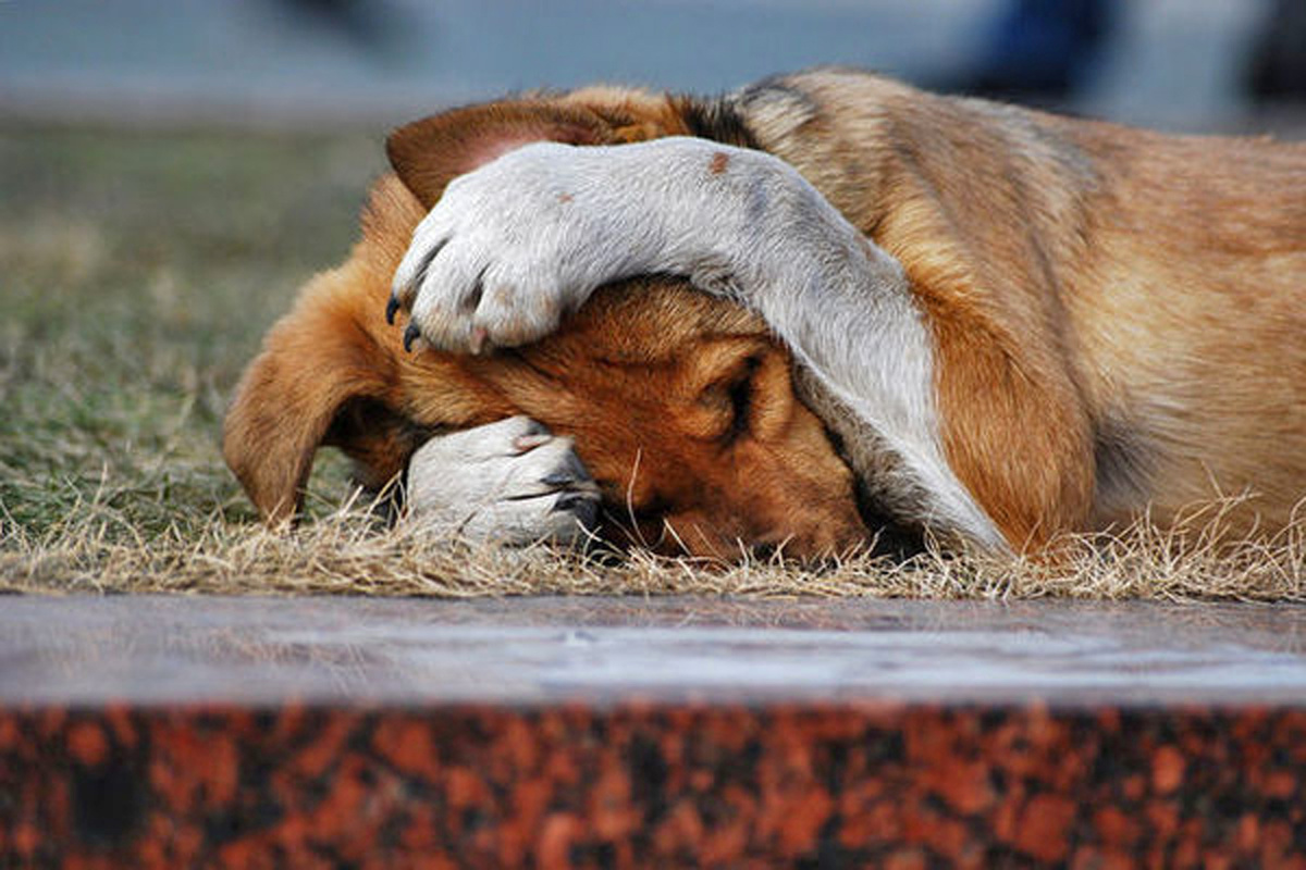 - Животные начали вести себя странно еще вечером 11 сентября. В Ялте и других приморских поселках бездомные собаки собирались в стаи, жалобно выли и отказывались есть. 