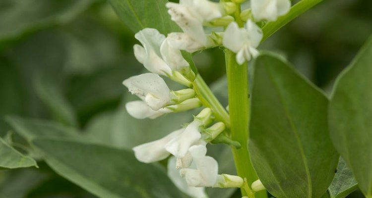    Новые конские бобы придут из Канады