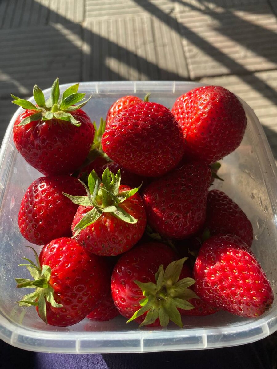 Урожай клубнички 