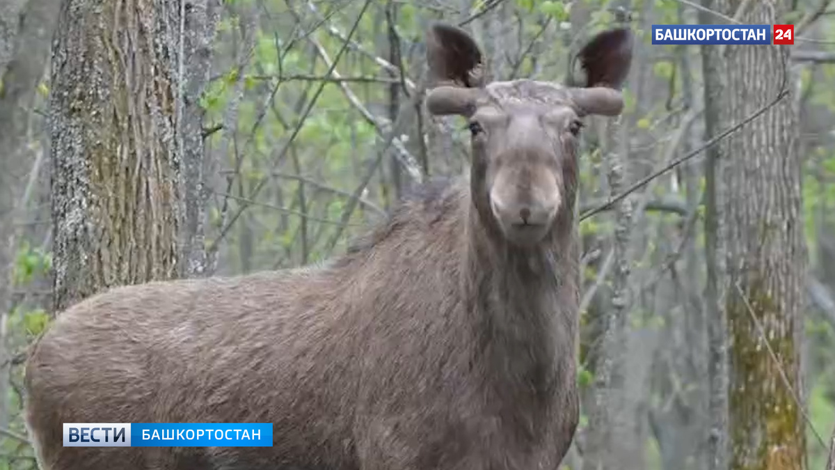    Статный красавец: встречу человека с лосем сняли на видео в лесу в Башкортостане