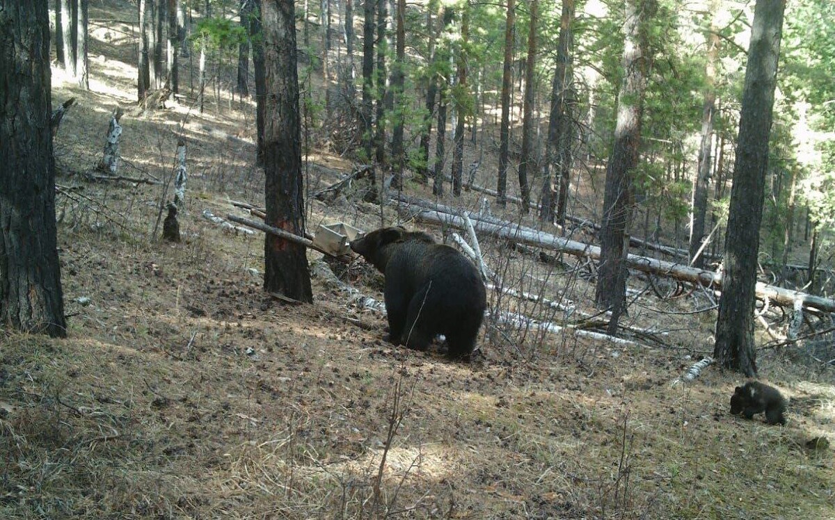    Фото: Пресс-служба Минприроды Забайкалья