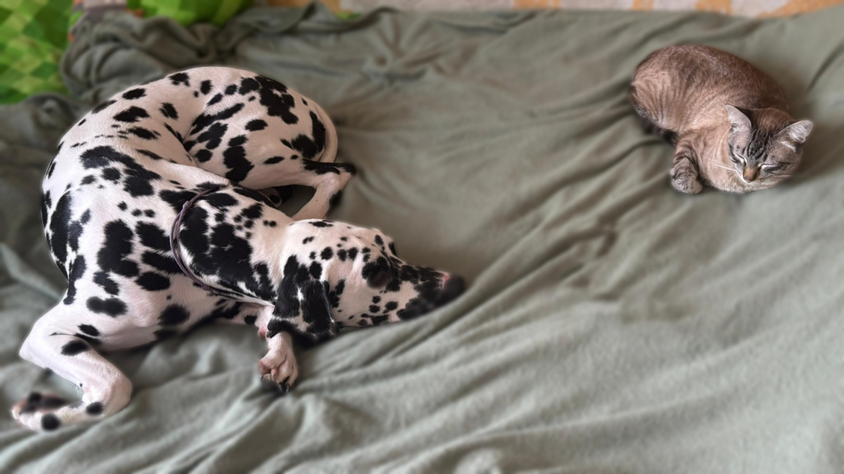 Два друга спят вместе, но все равно на расстоянии