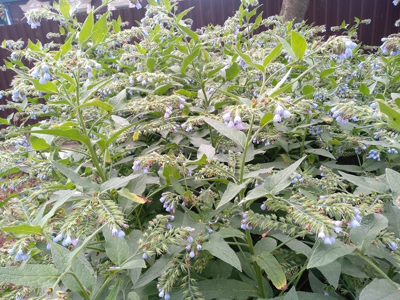 Заросли окопника в Подмосковье