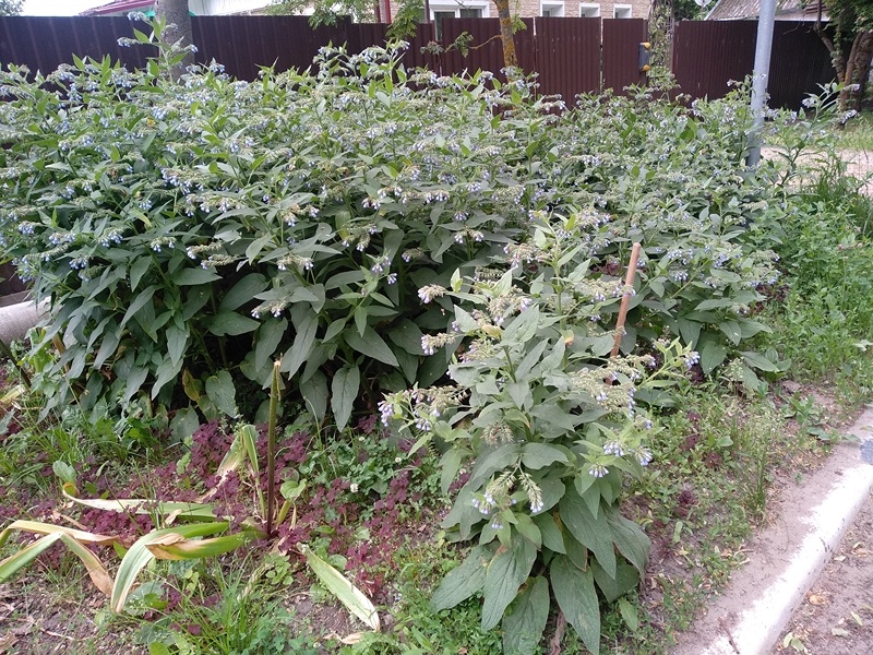 Группа растения, выращенного у проезжей части