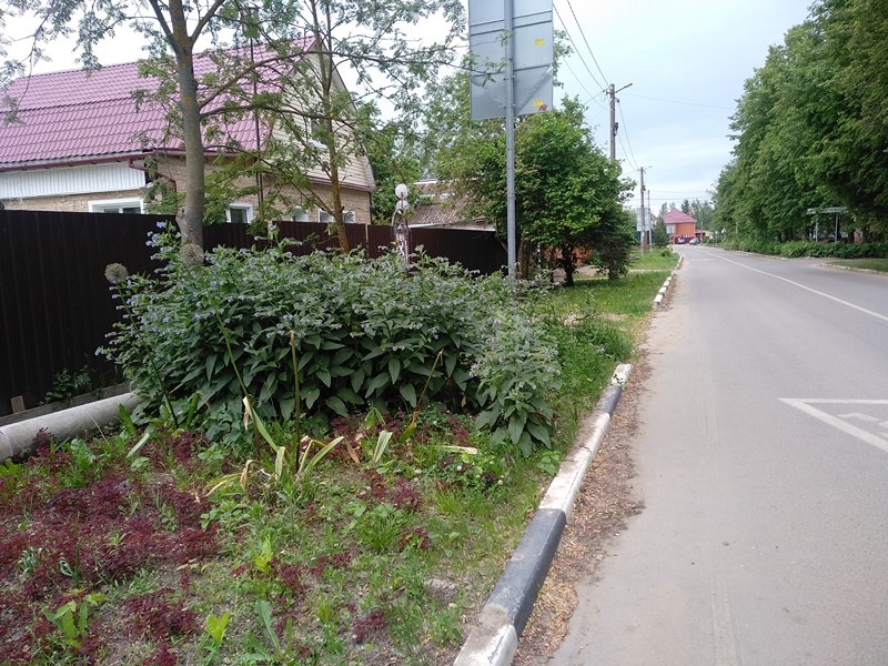 Окопник или живокост на прилегающей территории