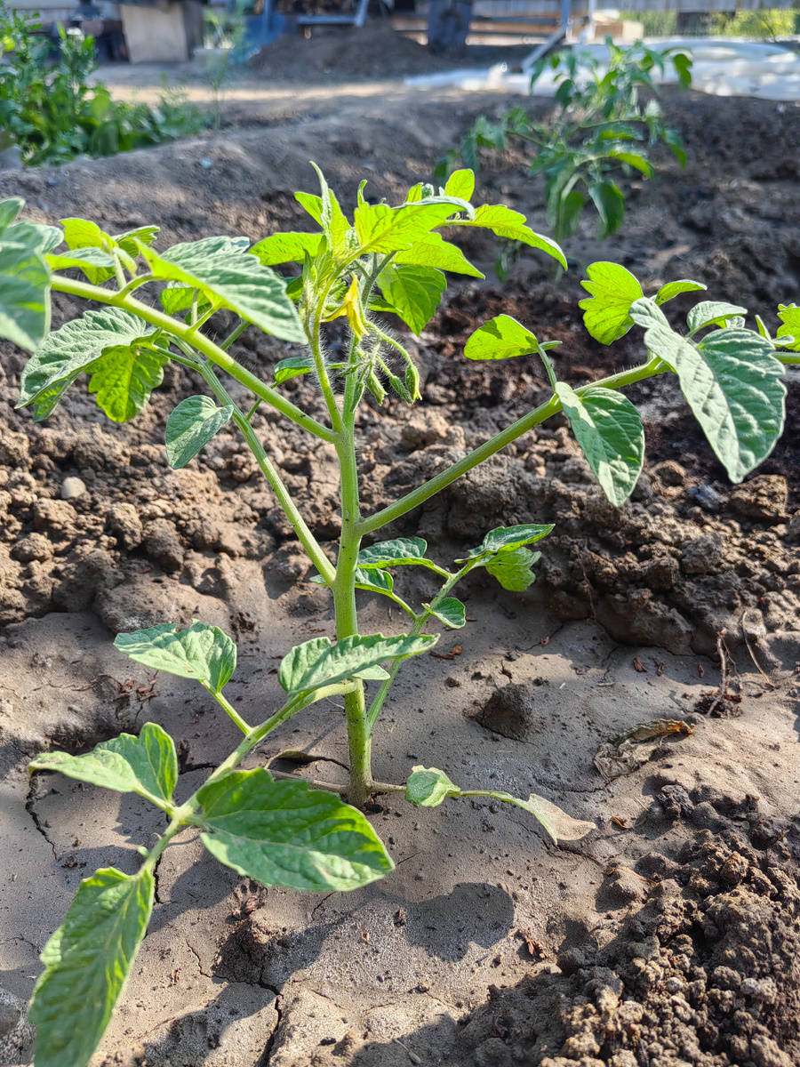Томаты черри, уже появились цветочки.