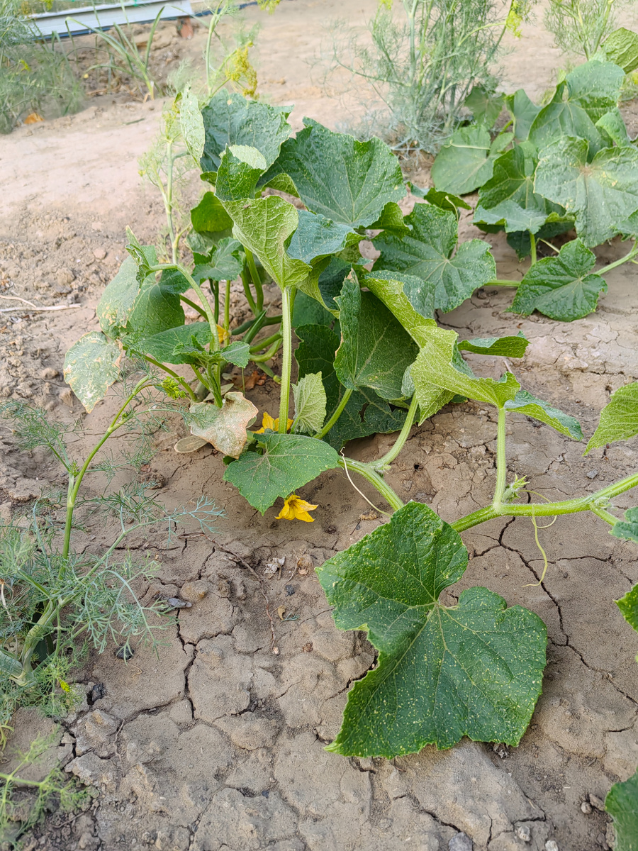 Огурцы сорта Зена.