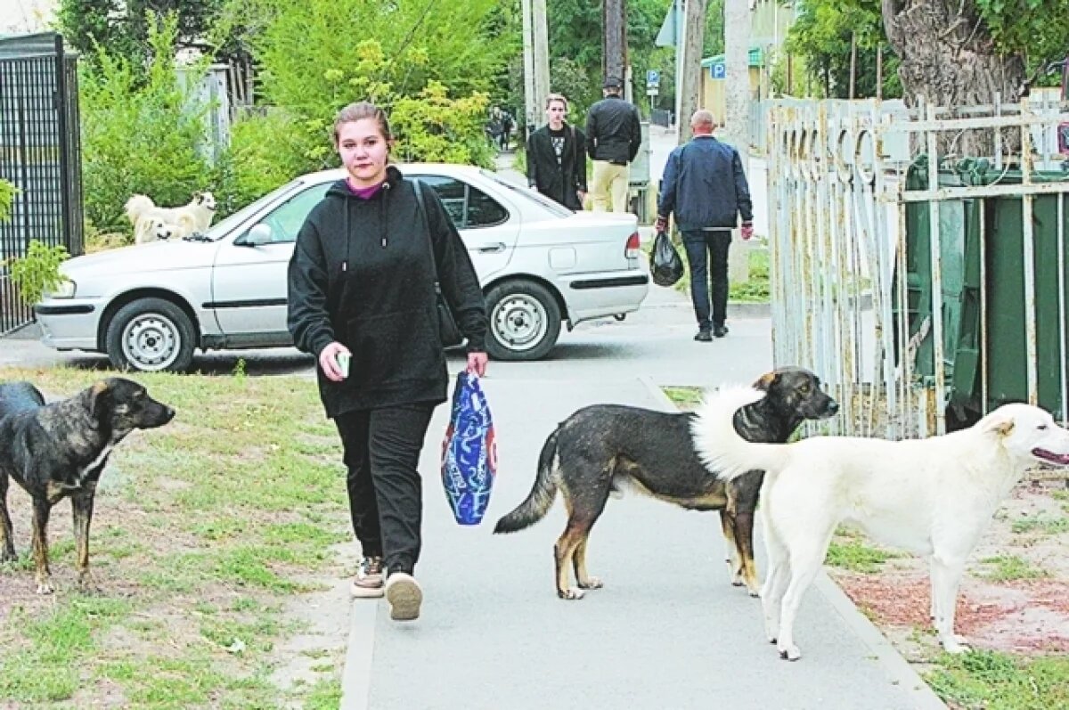   В Бузулуке подрядчик обманывал мэрию при отлове бездомных животных