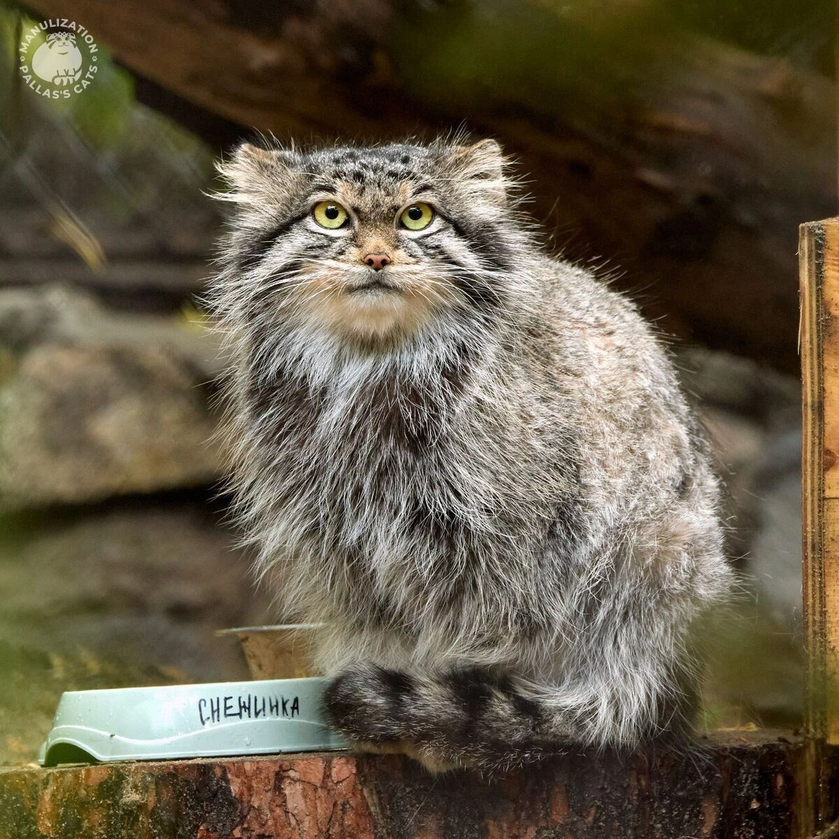     Источник: ТГ-канал Манулизация