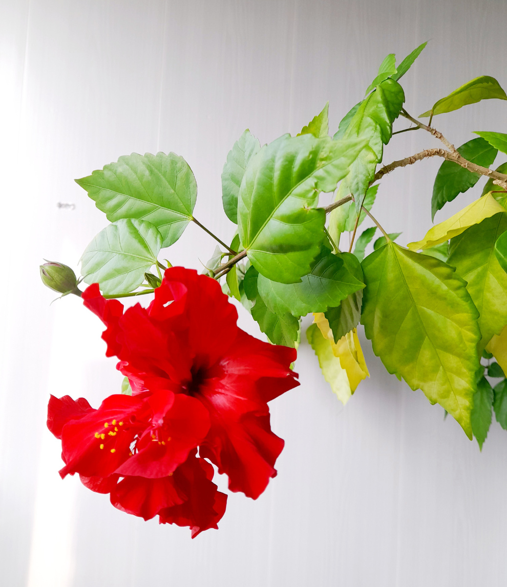 Роза зацвела)