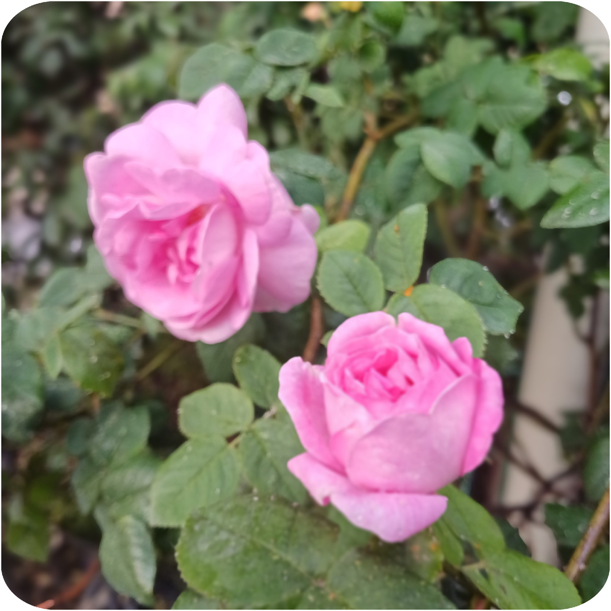 Чайная роза, которая растёт у меня на участке. Фото автора