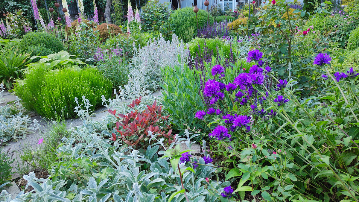 04.05.2025 г. Серебром по саду разливается чистец.