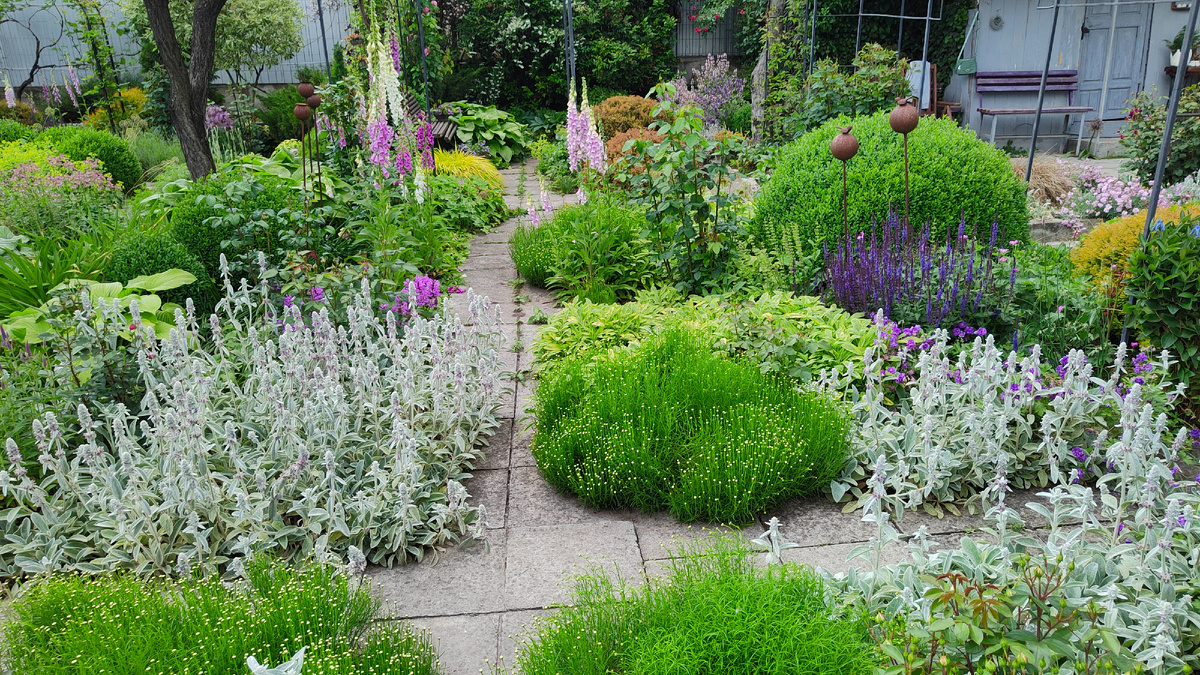 04.05.2025 г. Цветет чистец в моём саду.