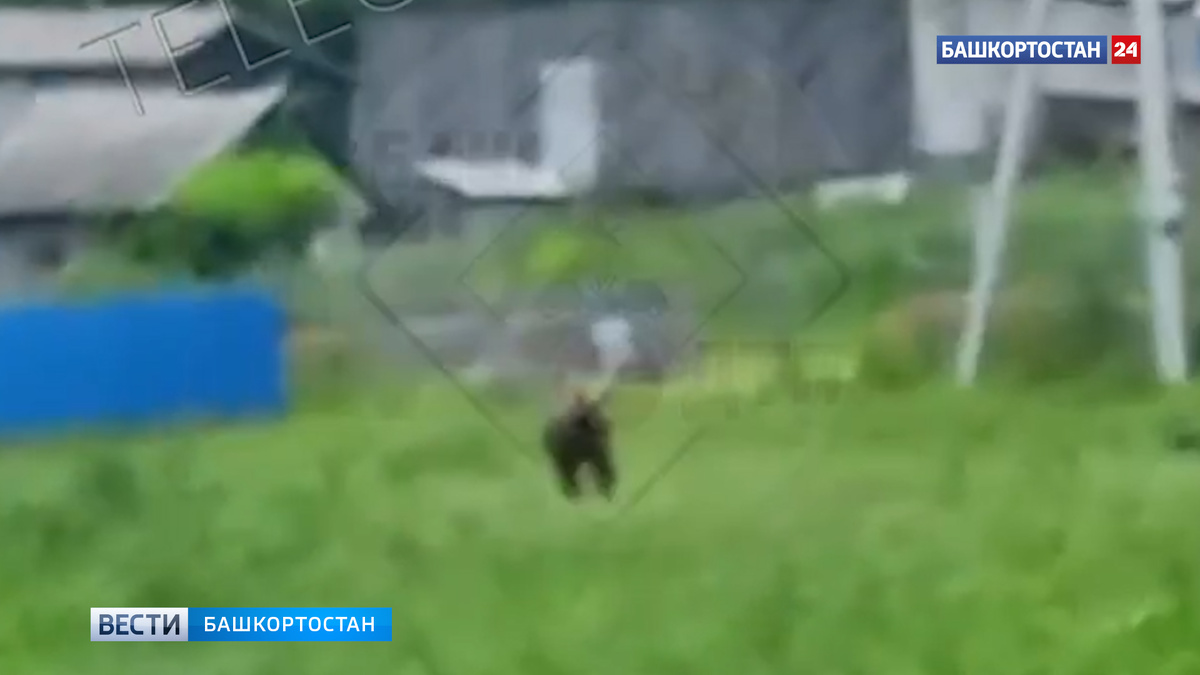    Бегающего по деревне медведя сняли на видео в Мелеузовском районе Башкортостана