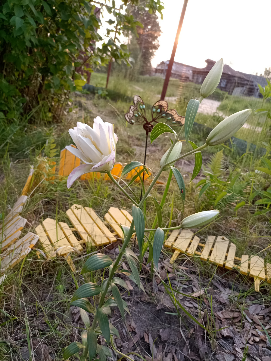 В статье все фото авторские. Лилия восточная махровая Сноуборд, первый бутон