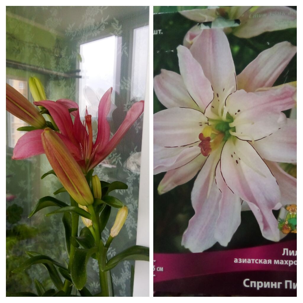 Уже помещала этот коллаж. Реальность и ожидание... 