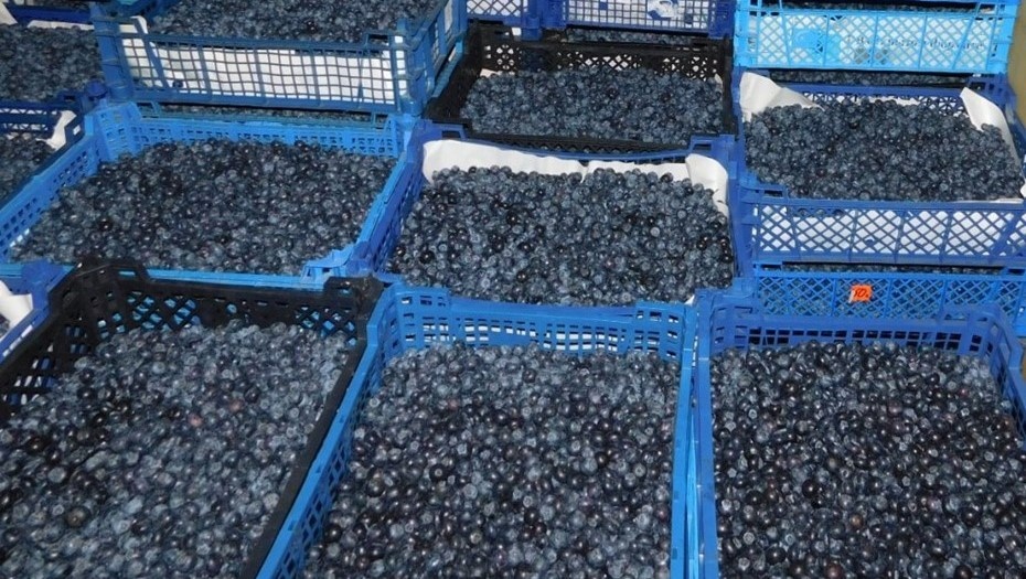    Автор фото: 178.fsvps.gov.ru