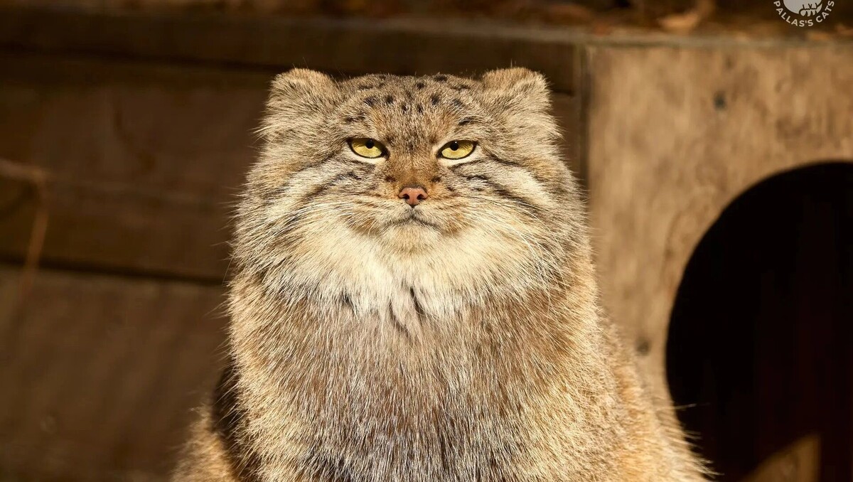     Источник: manulization.ru