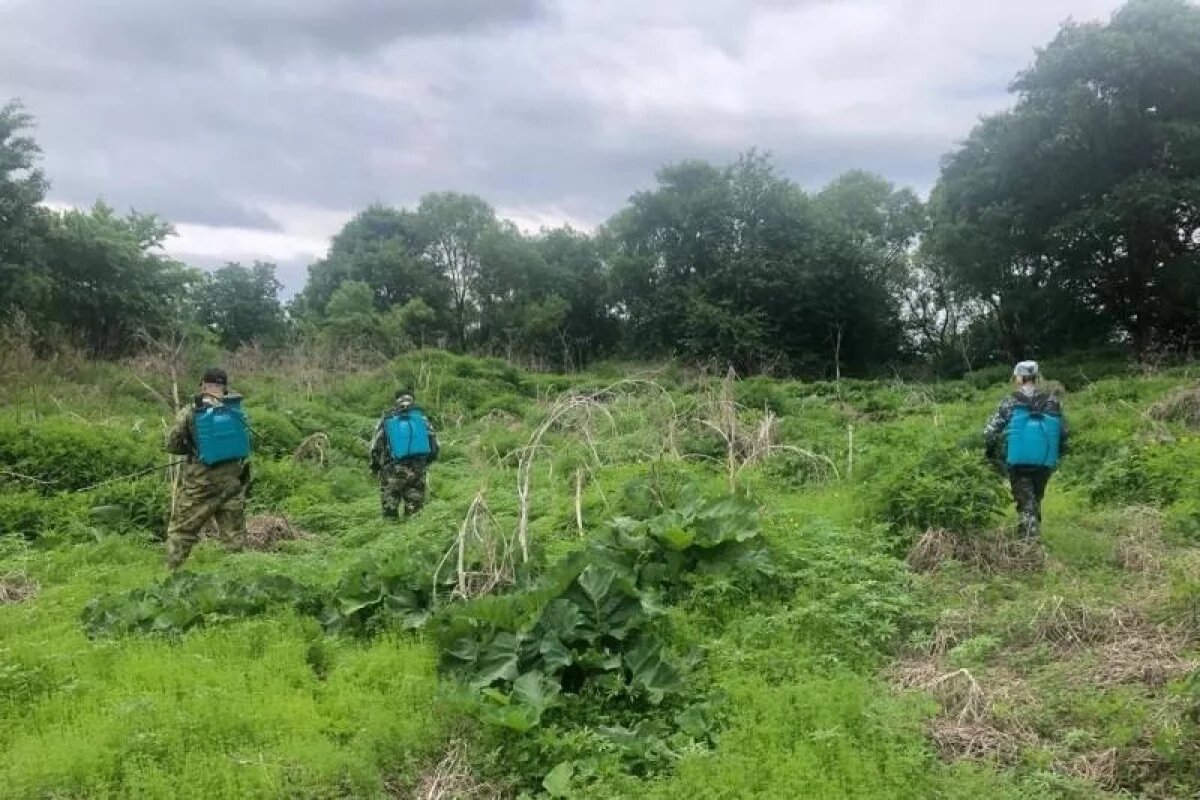    Полицейские уничтожили свыше полгектара конопли в ЕАО