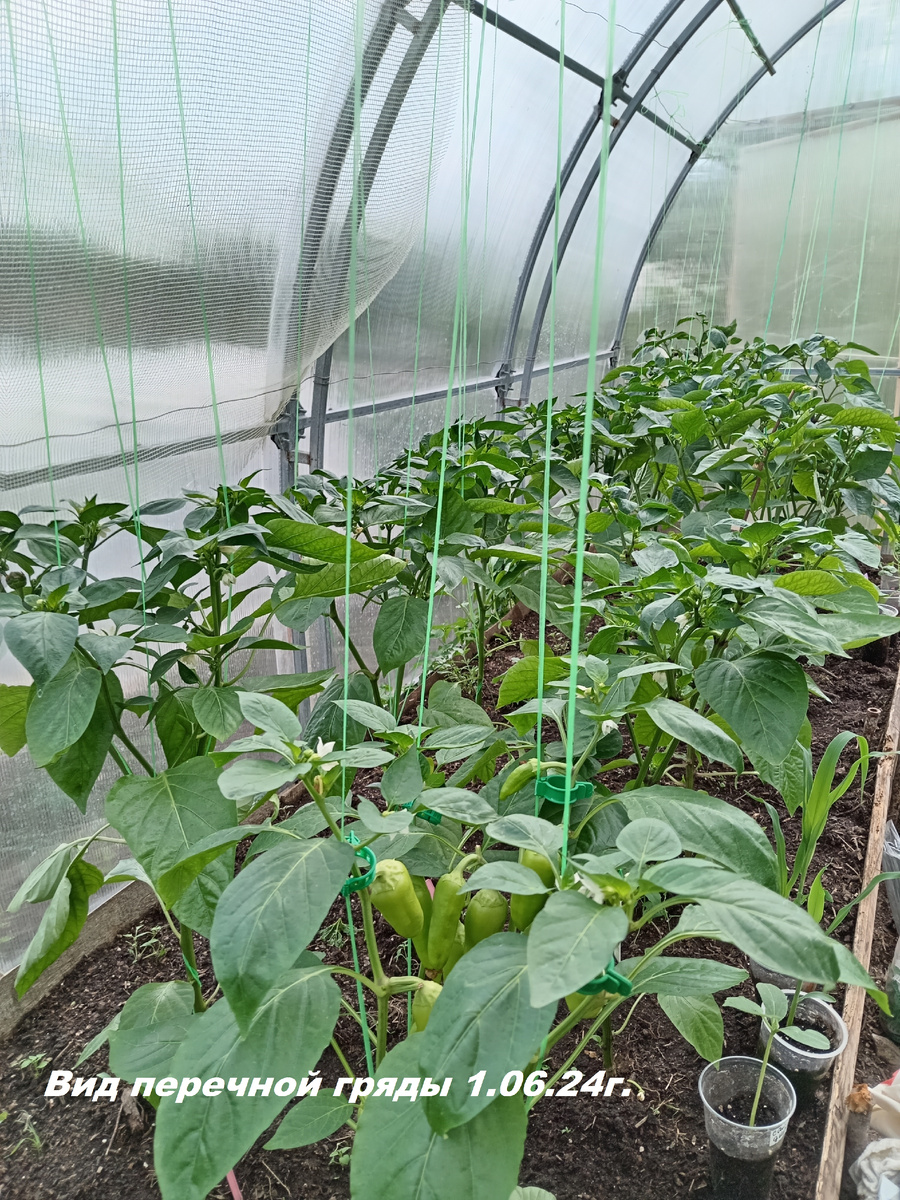 Так выглядела гряда с перцами в начале лета 2024 года.