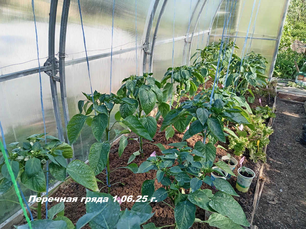 Общий вид гряды с перцами в начале лета 2025 года.