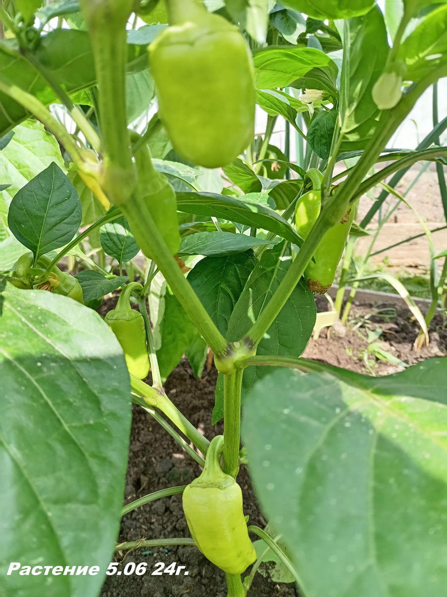 Хорошо развитый куст перца с завязями в начале лета 2024г.