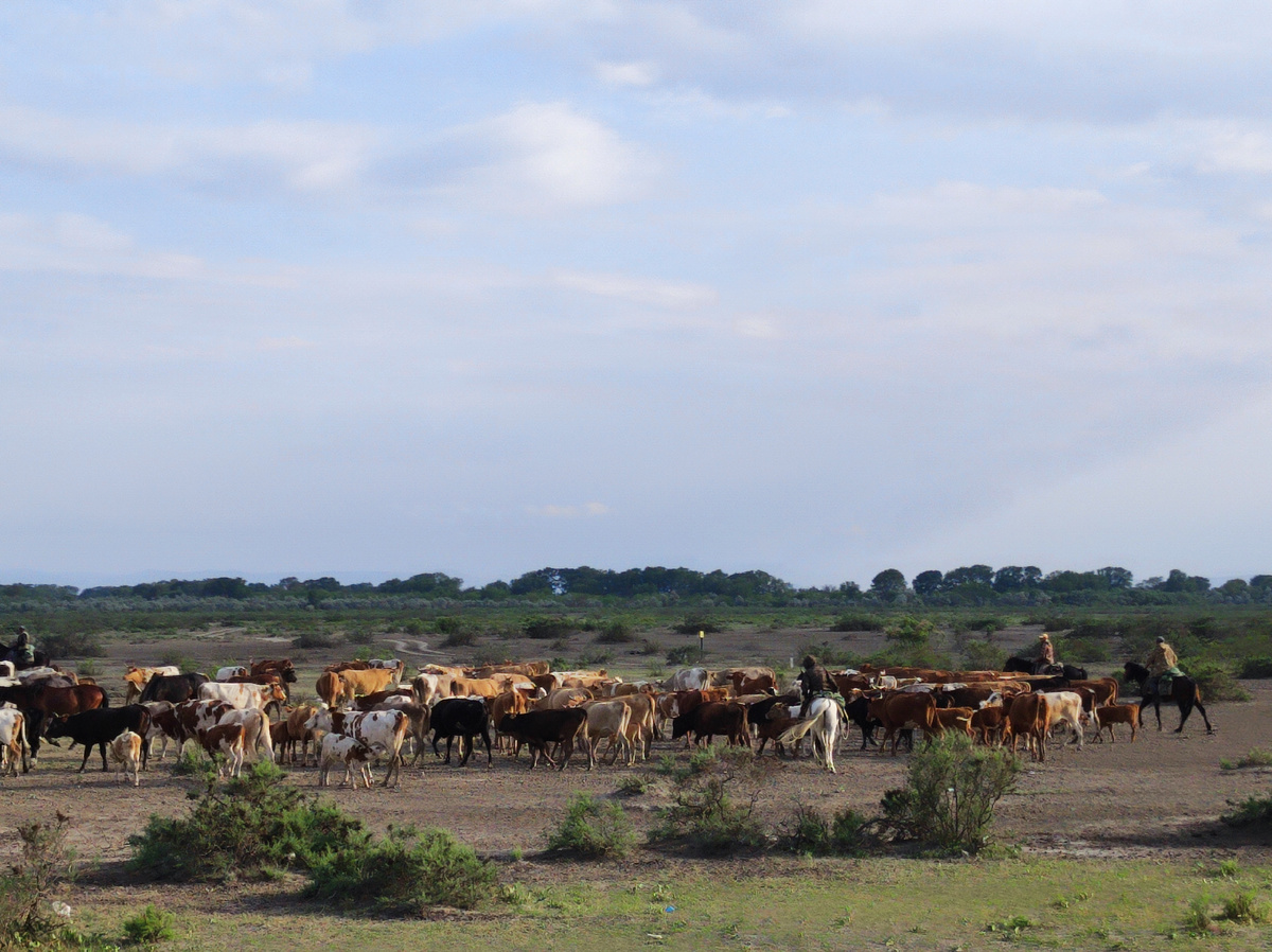 Здесь пастухи на лошадях, а в другом месте они были на мотоцикле.