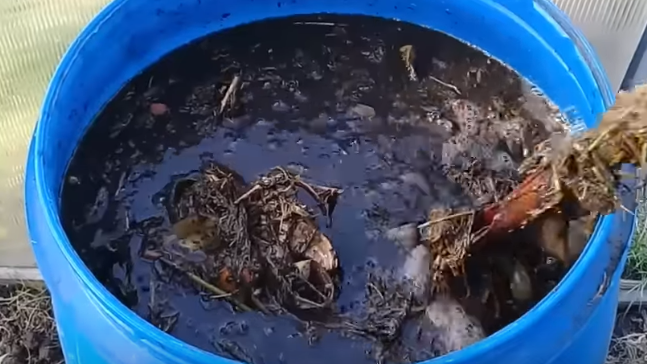 Поливаю огурцы травяным настоем всего 3 раза за сезон. Соседи завидуют урожаю до октября, а вся соль в 1 добавке от запаха