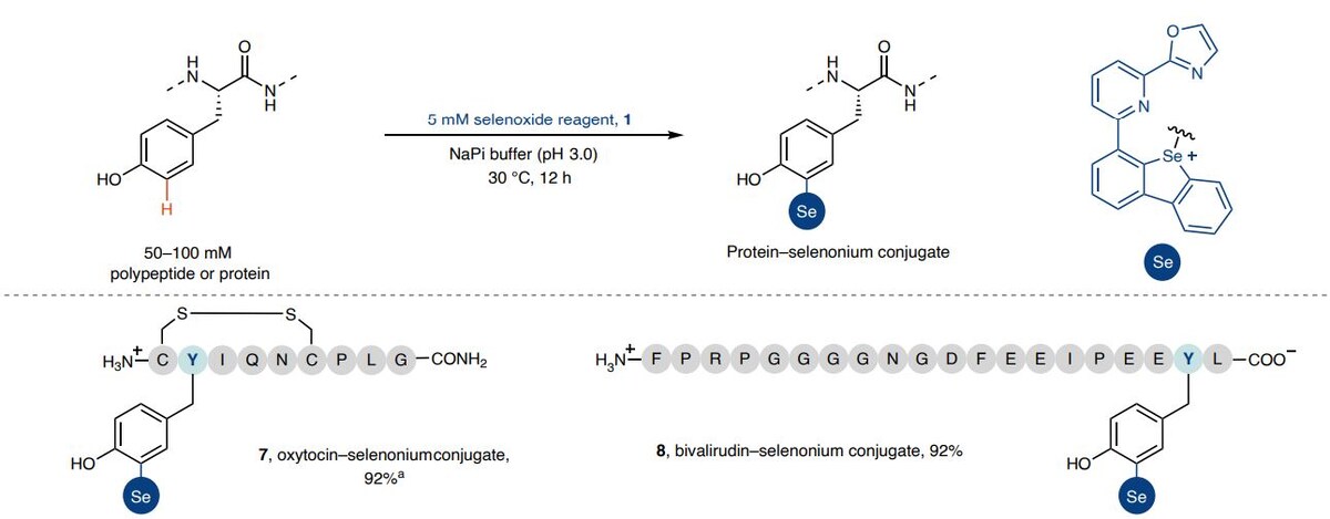   Songyun Lin et al. / Nature Chemistry, 2025