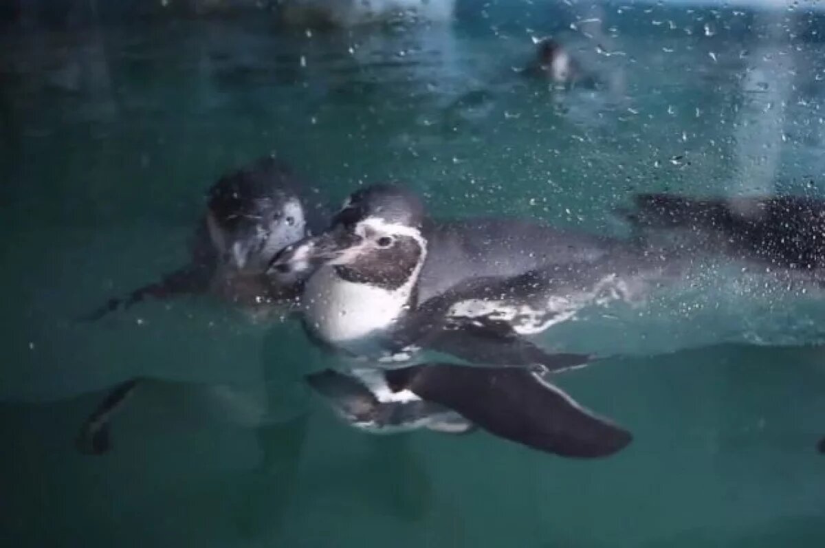    В Крыму впервые в неволе появился птенец краснокнижного пингвина Гумбольдта