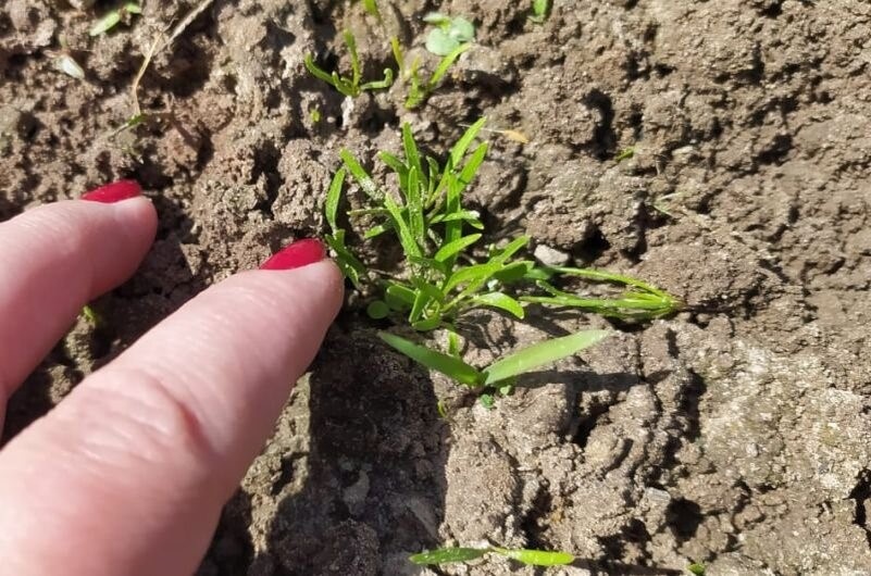 1 ст. л. на 10 л воды для моркови. Поливаем всходы моркови от вредителей