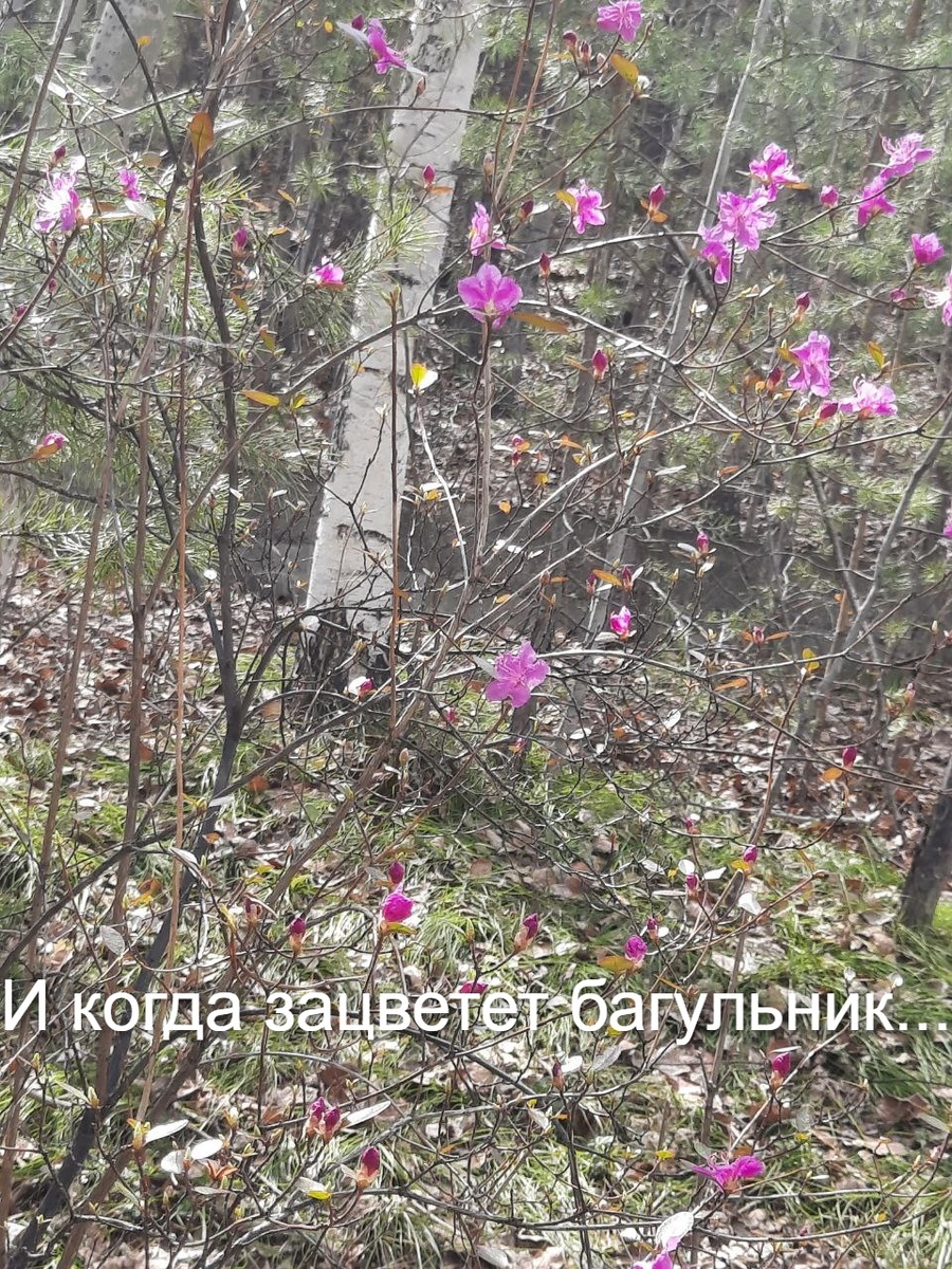 Изображение сгенерировано нейросетью Шедеврум.