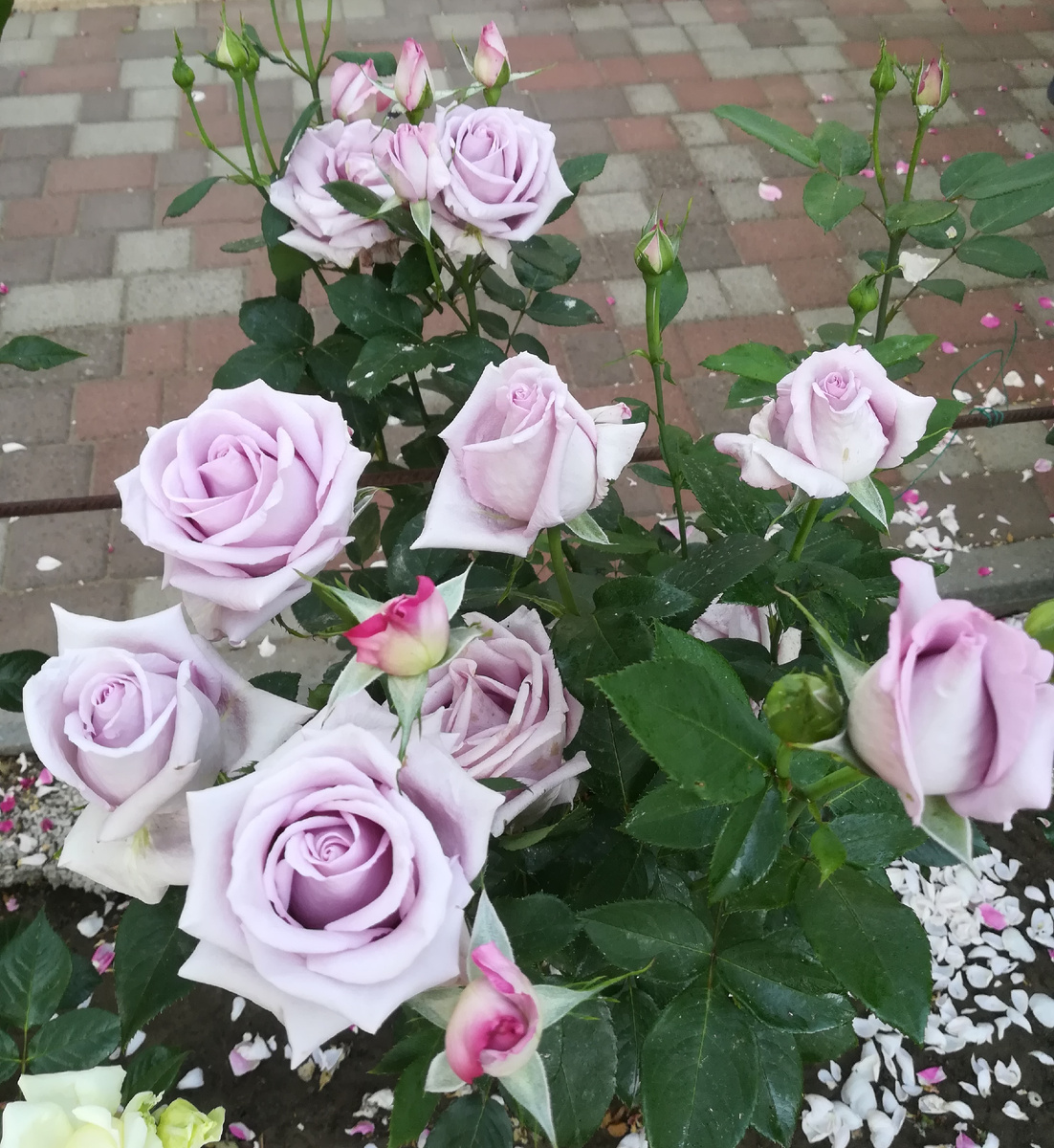  Indigoletta. Тля необоримая в этом году. Запарилась травить.