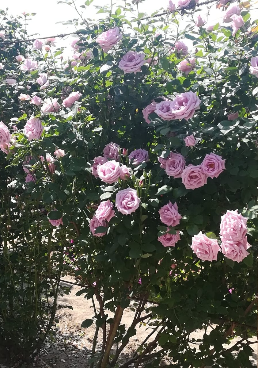 Indigoletta. Прошлый сезон. Обмерзла без укрытия до прививки. 