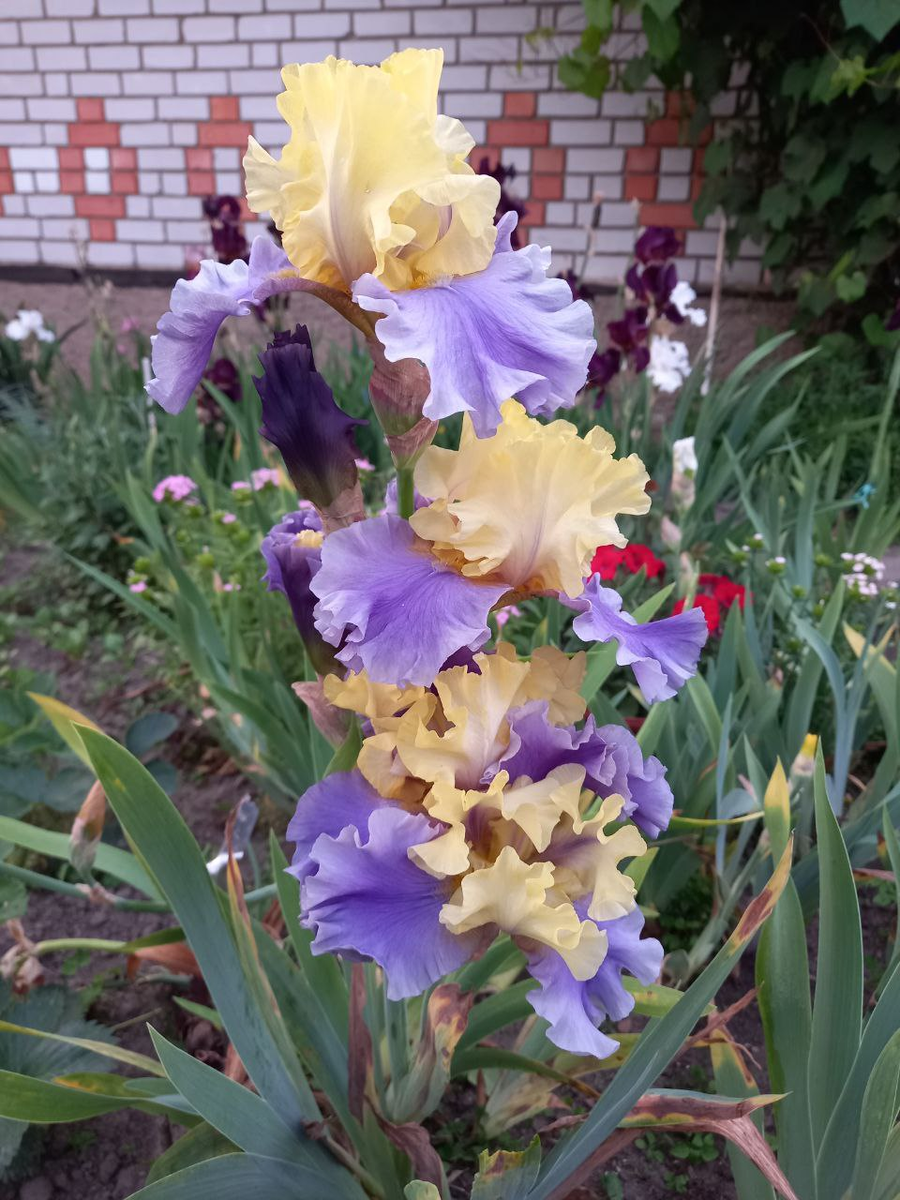 Красивый бородатый ирис. Фото автора. 06.06. 2025