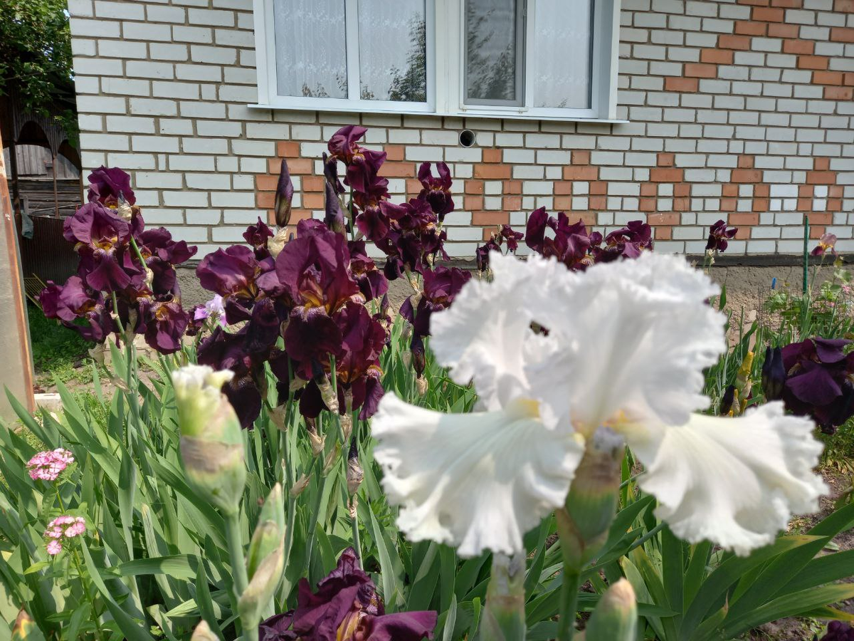 Засилье фиолетовых ирисов. Фото автора