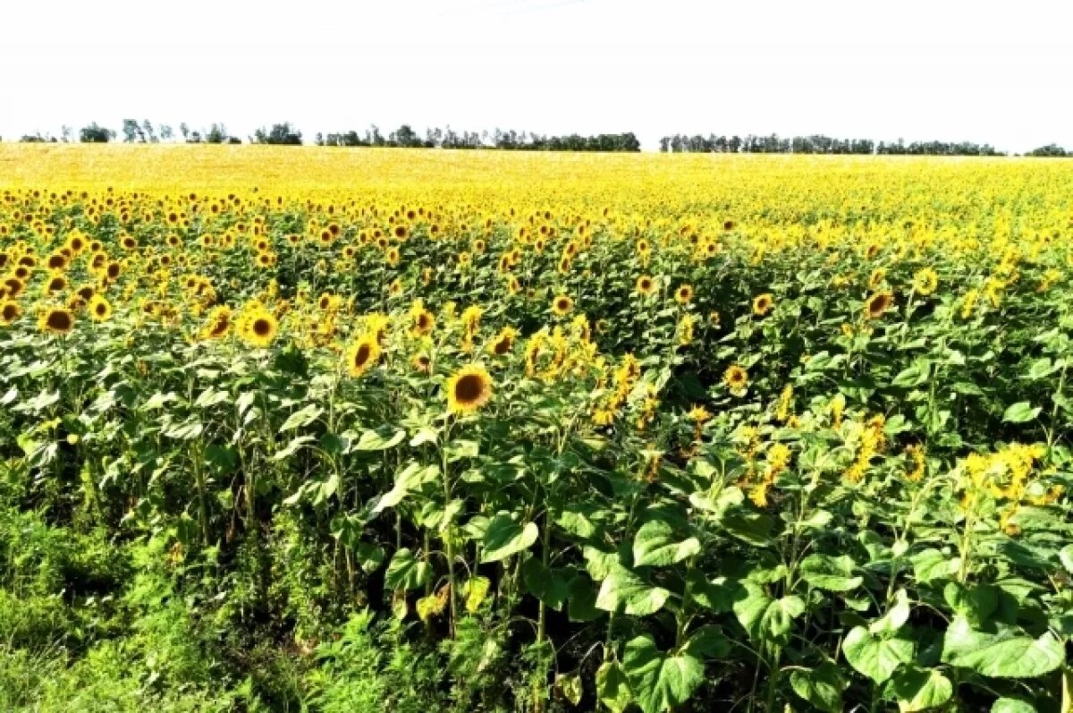    На Дону обнаружили 660 тонн заражённого амброзией подсолнечника