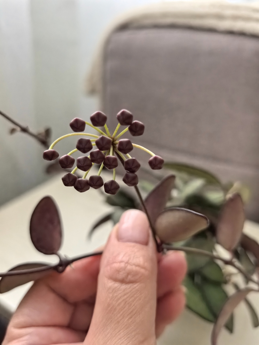 Стадия-бутоны