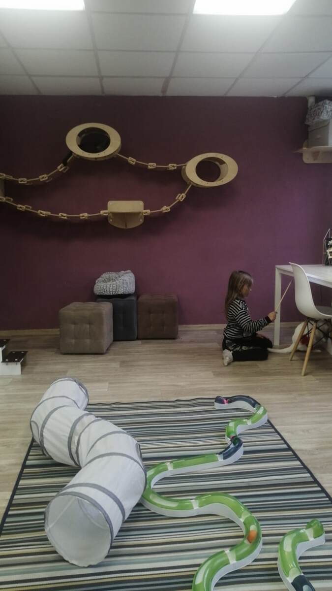 Вот такая атмосфера в котокафе