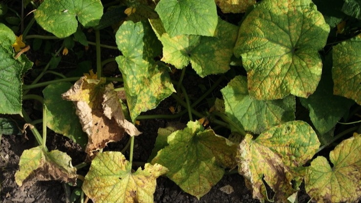 Так выглядели мои огурцы до применения копеечного средства - сплошное разочарование